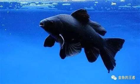 黑色金魚|黑金魚風水的科學解析